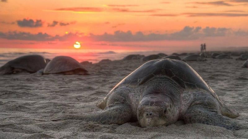 Turtle Walk