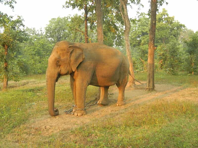 Elephant in Nagzira
