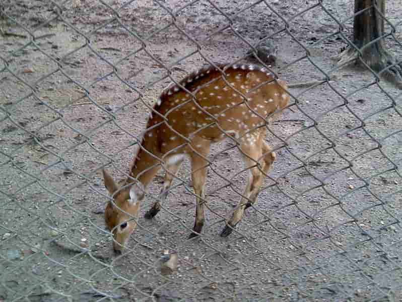 Deer at Maharajbagh Zoo