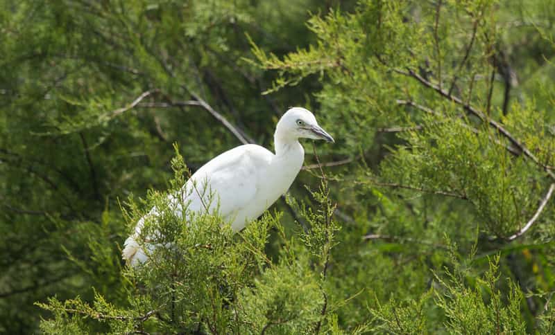 Karnala Bird Sanctuary