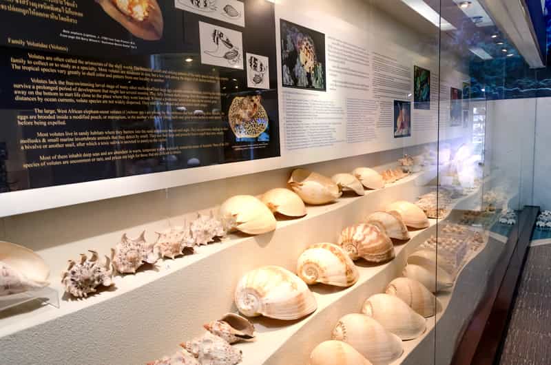 Shell Museum, Diu Islands