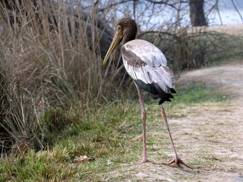 Sultanpur Bird Sanctuary
