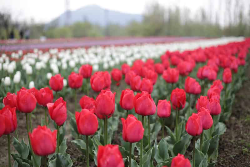 Tulip Garden, Kashmir