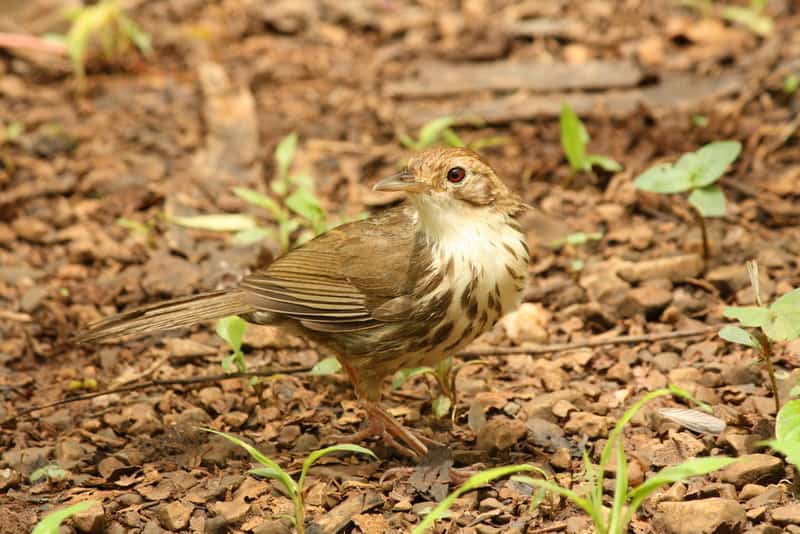 Visit the sanctuary in Karnala to see exotic birds