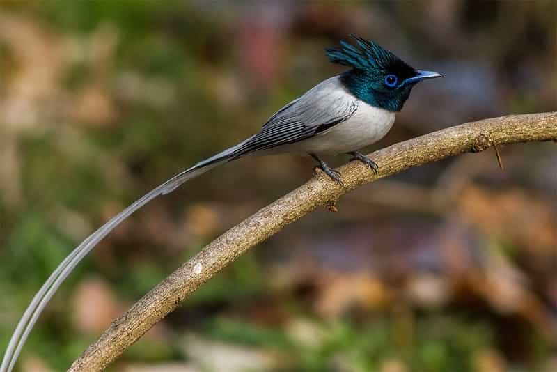 Asian Paradise Flycatcher in Uttarakhand