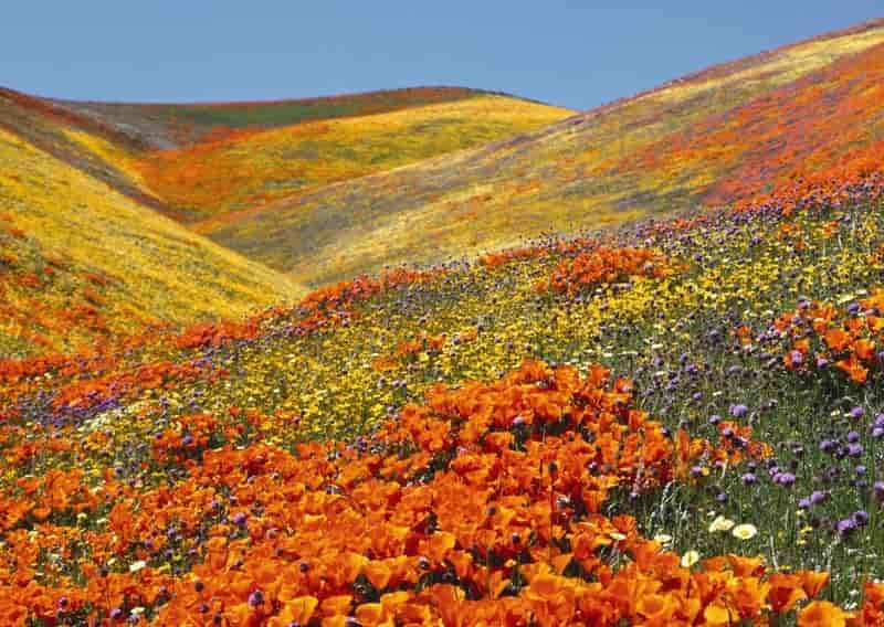 Visit the Valley of Flowers National Park