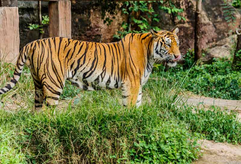 Sariska Tiger Reserve