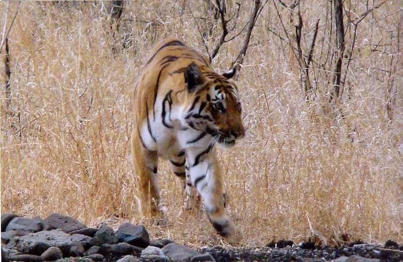 A tiger inside the Bor Wildlife Sanctuary