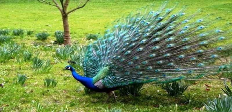 Adichunchanagiri Peacock Sanctuary