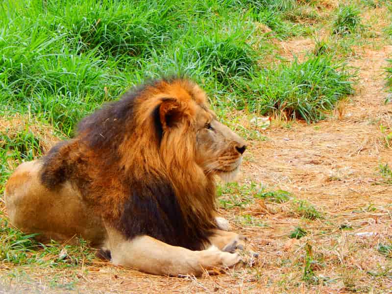 Bannerghatta National Park