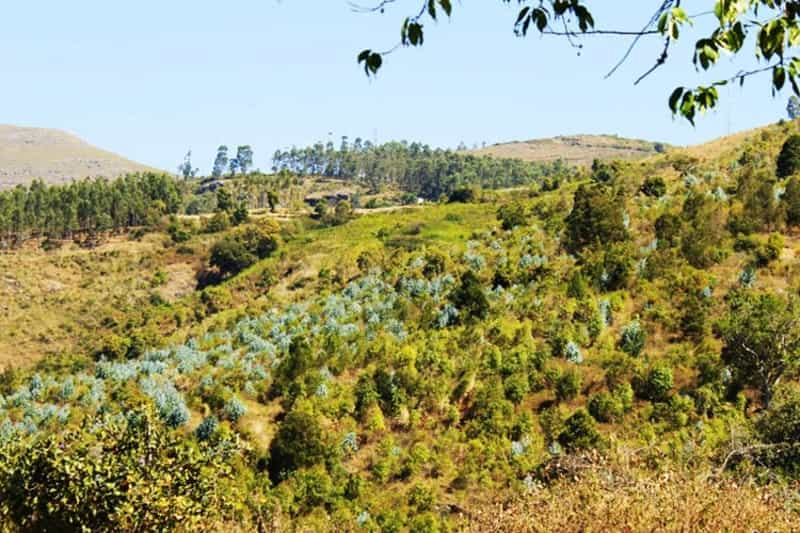 Camp in the hills of Bananthi Betta