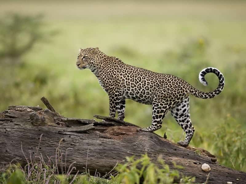 Chandoli National Park