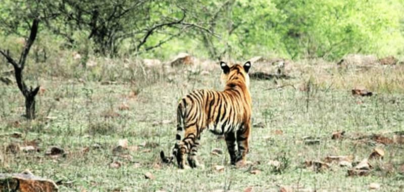 Chikhaldara Wildlife Sanctuary Chikhaldara is a hill station in Vidarbha that offers tourists many sightseeing