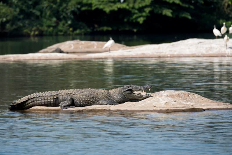 Crocodiles at the Cauvery Wildlife Sanctuary