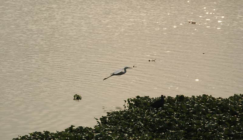 Hebbal Lake, Bangalore