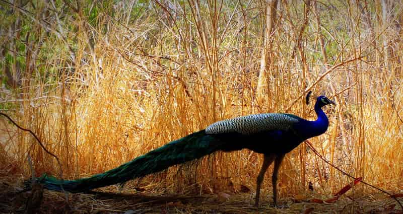 KBR National Park