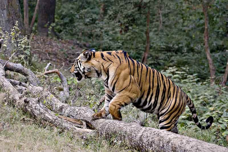 Mahavir Harina Vasnasthali National Park