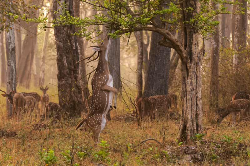 Deer at the Nagarhole National Park