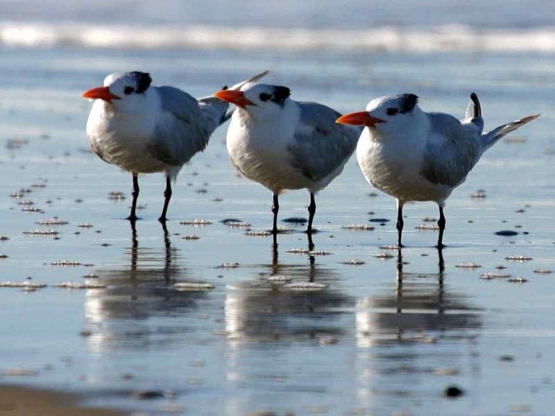 Pulicat Lake