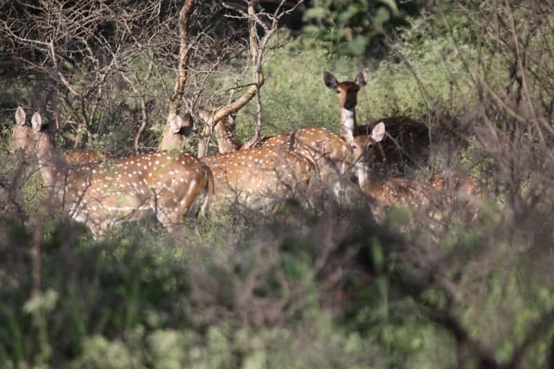 The Sagareshwar Deer Park is India’s only man-made deer park