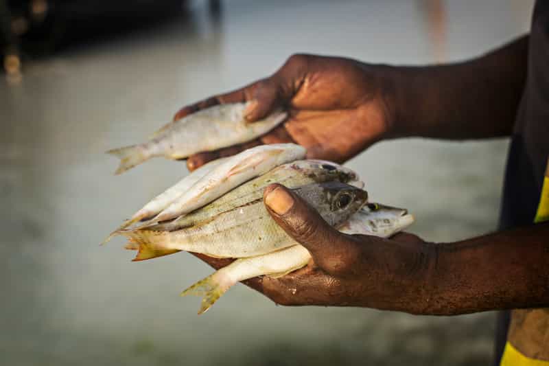 Barracuda Bay is a great place for fishing in Chennai