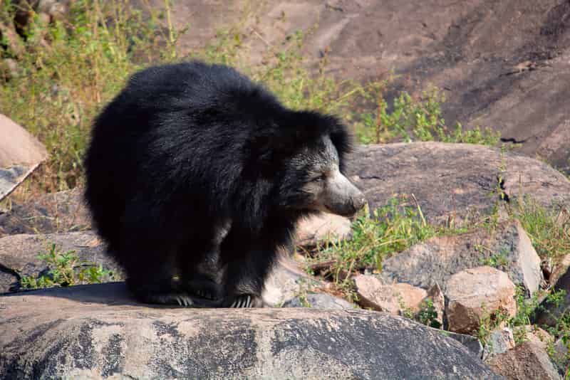 Daroji Sloth Bear Sanctuary