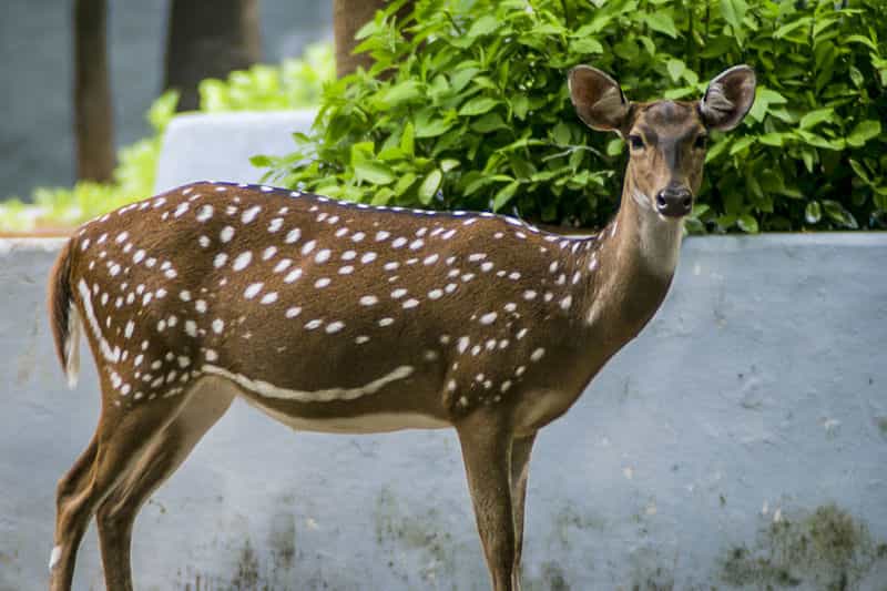 Deer at the Guindy National Park
