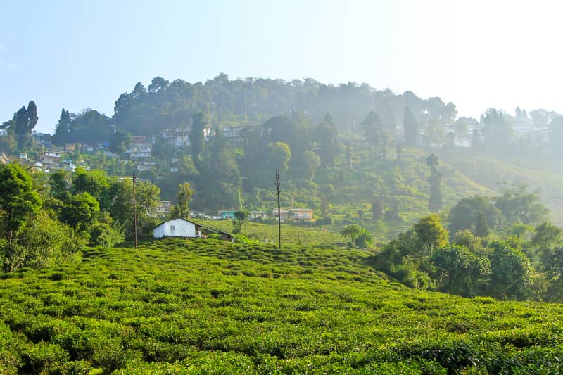 Happy Valley Tea Estate is a popular tourist spot