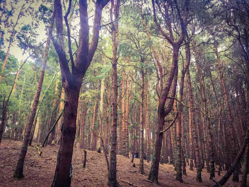 Pine Forests