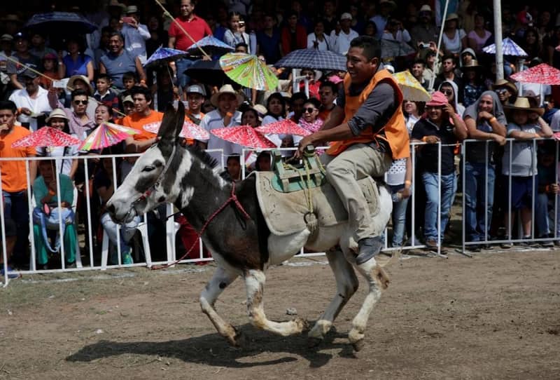 The Donkey Festival