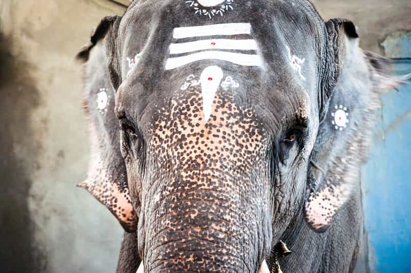 The Elephant at the Manakkula Vinayagar Kovil
