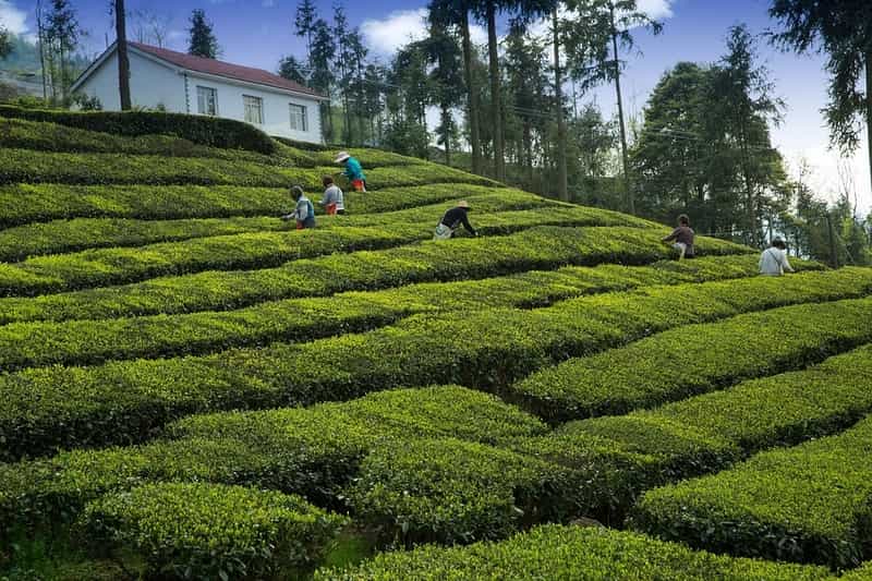 The lush tea gardens
