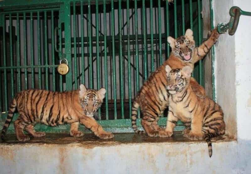 Tiger Cubs at the Vandalur Zoo