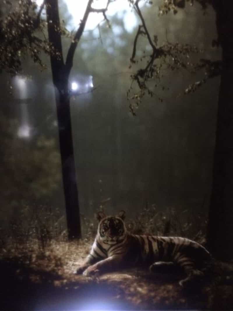 Sri Venkateswara National Park