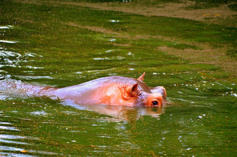 A Hippopotamus at the Vandalur Zoo
