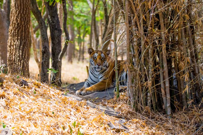 A Tiger at the Bannerghatta National Park