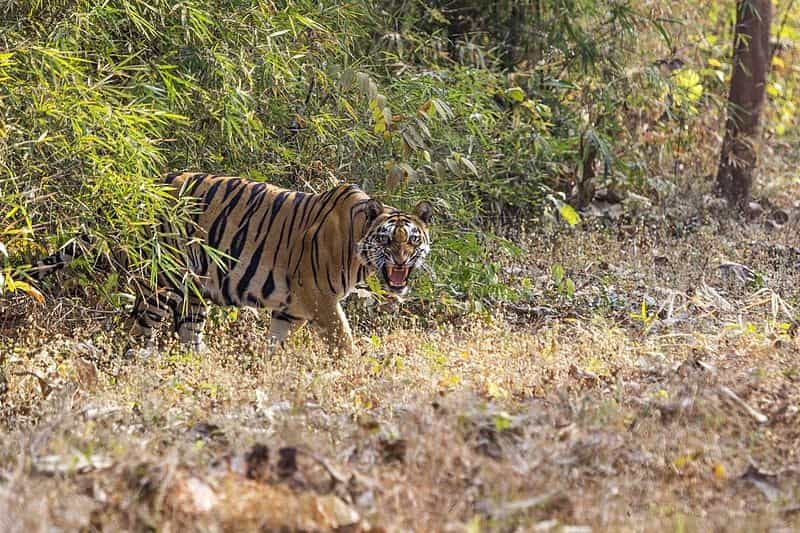 A tiger at the project