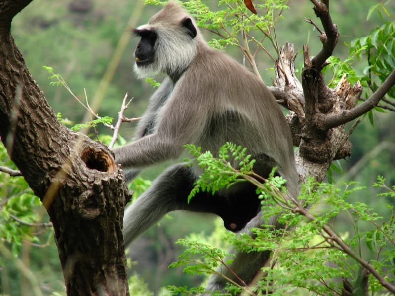A wild monkey at the Indira Gandhi Wildlife Sanctuary