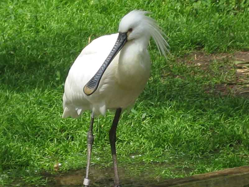 An exotic bird at the Viralimalai Wildlife Sanctuary