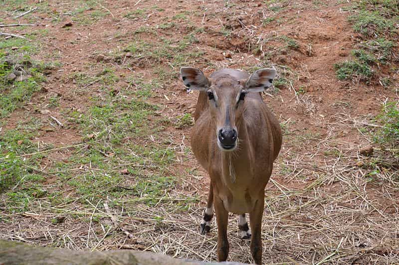 Arignar Anna Zoological Park