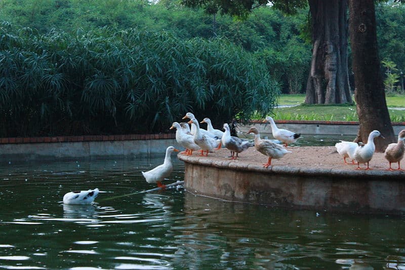 Birds frolicking at Semmozhi Poonga