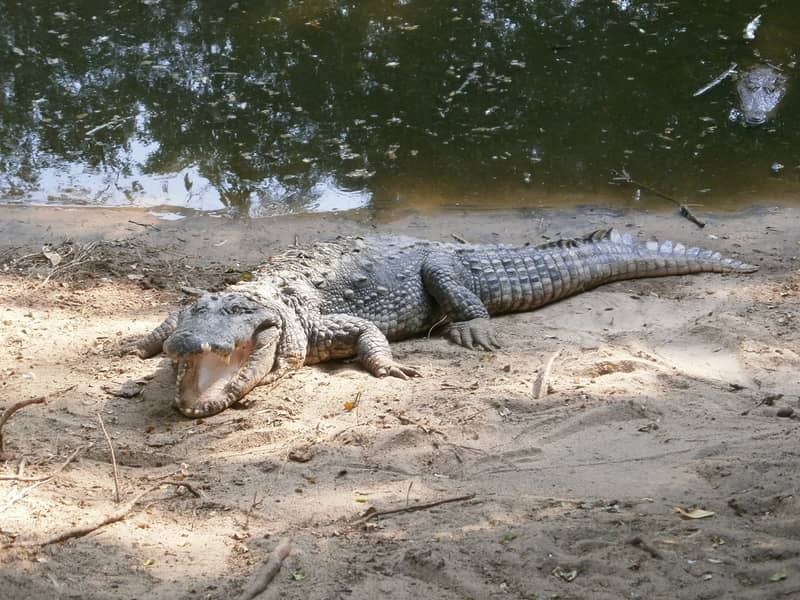 Crocodile Bank