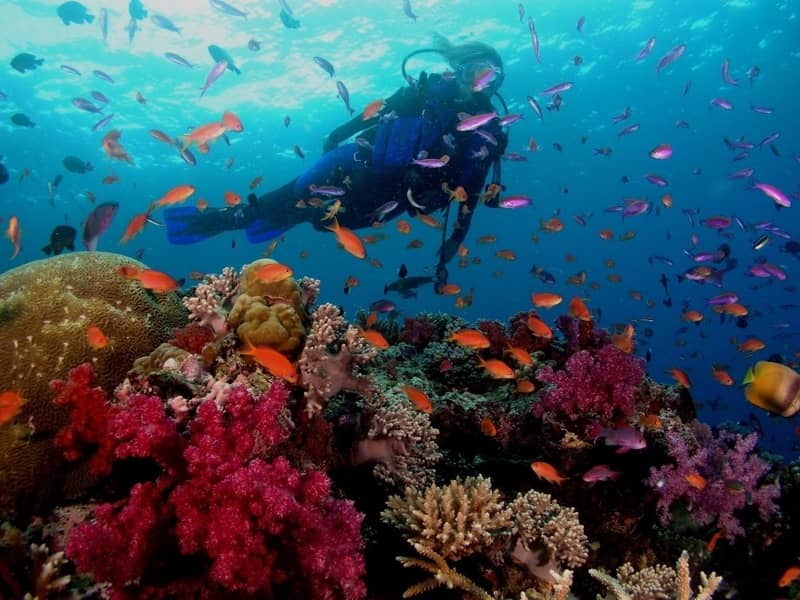 Enjoy snorkeling and scuba diving at the Grand Island
