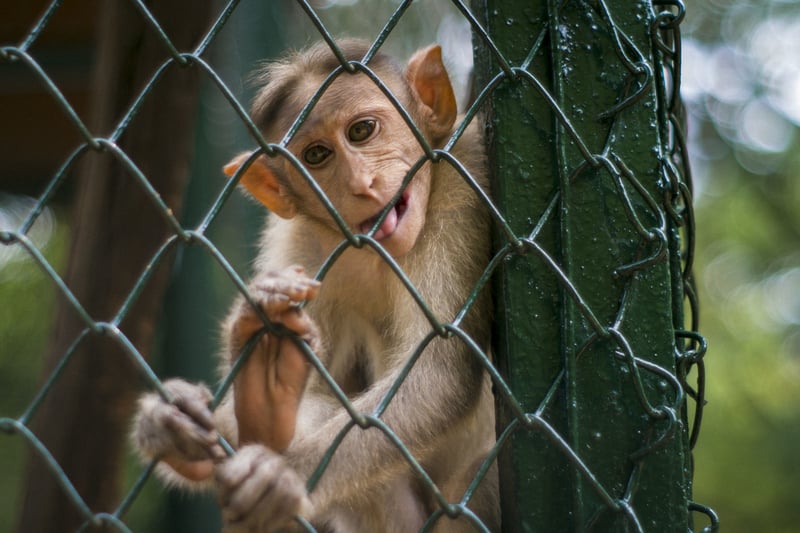 Guindy National Park