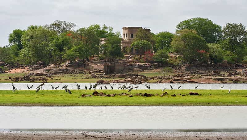 Herons at the Pocharam lake