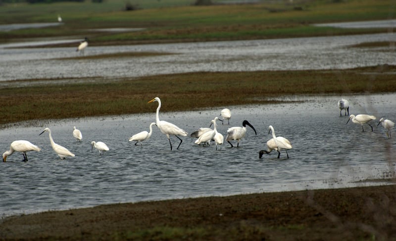 Kodikkarai Sanctuary
