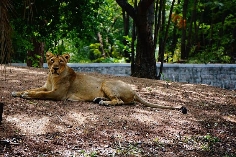 Lioness at the Hyderabad Zoo