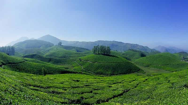 Lush Green Rolling Hills At Munnar