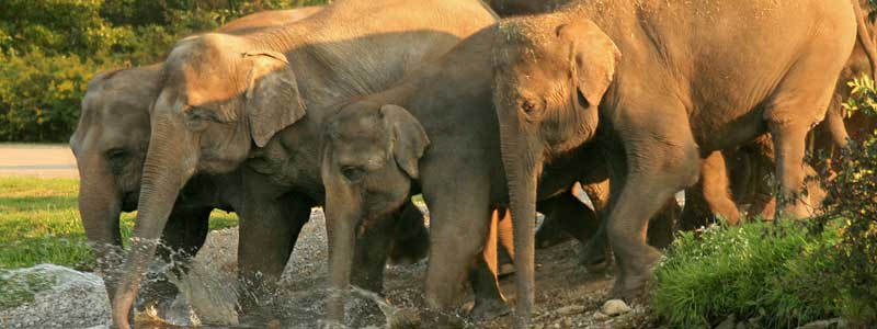 Mudumalai National Park