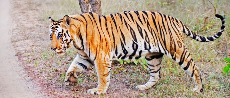 Nagarjunsagar-Srisailam Tiger Reserve